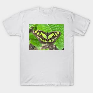 Green Butterfly on Green Leaf T-Shirt